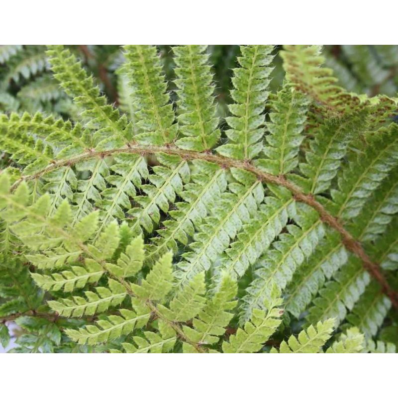 Polystichum polyblepharum