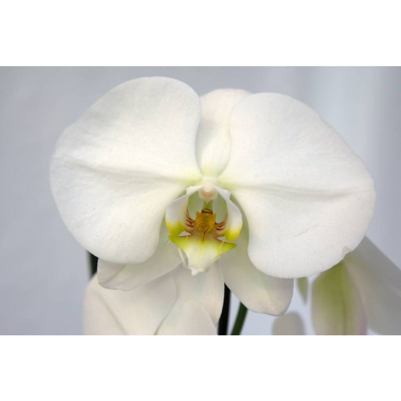 Phalaenopsis Cascade wit