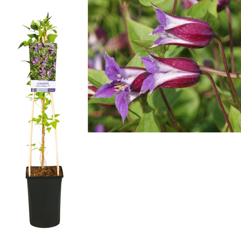 Clematis Prince William
