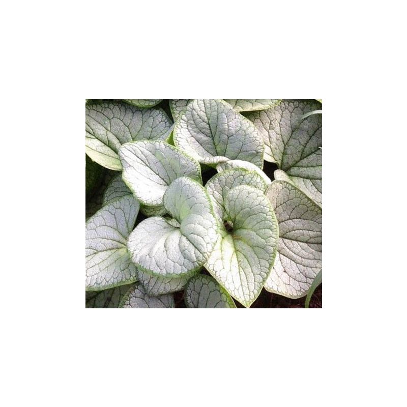 Brunnera macrophylla 'Silver Heart'