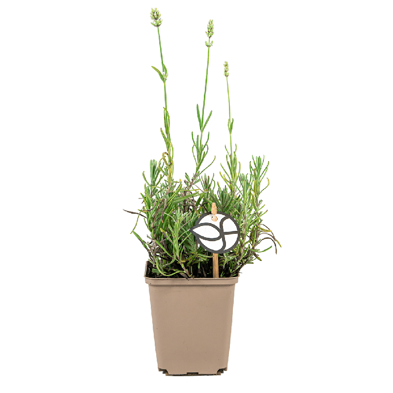 Lavandula angustifolia 'Alba'