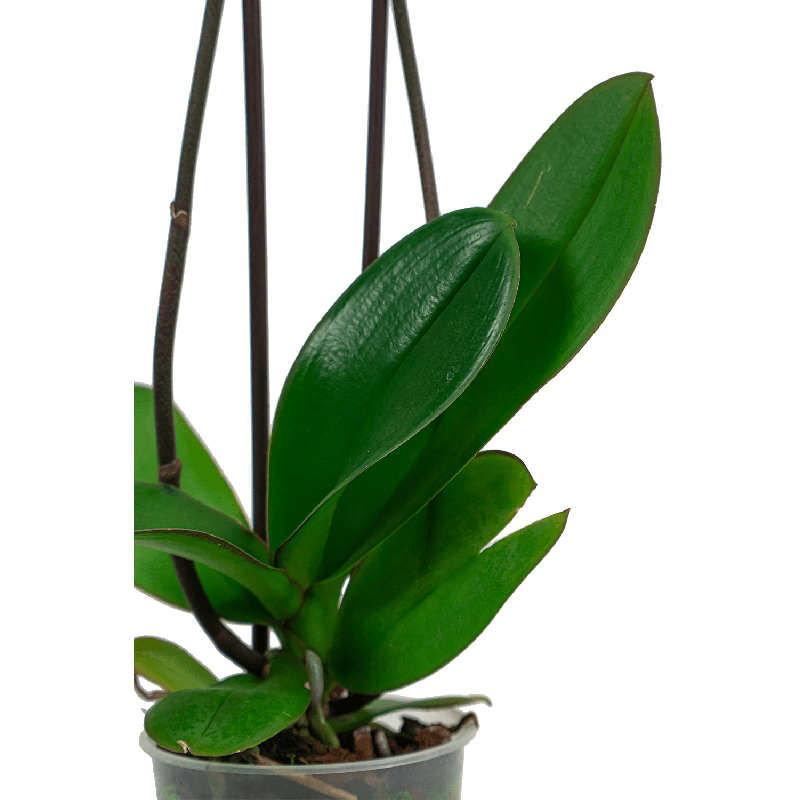 Phalaenopsis geel