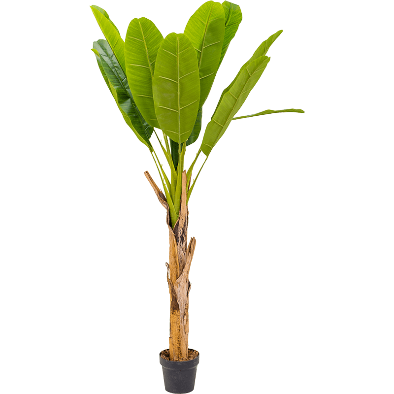 realiteit uitspraak een vuurtje stoken Bananenboom - Kunstplant eenvoudig en snel online bestellen?