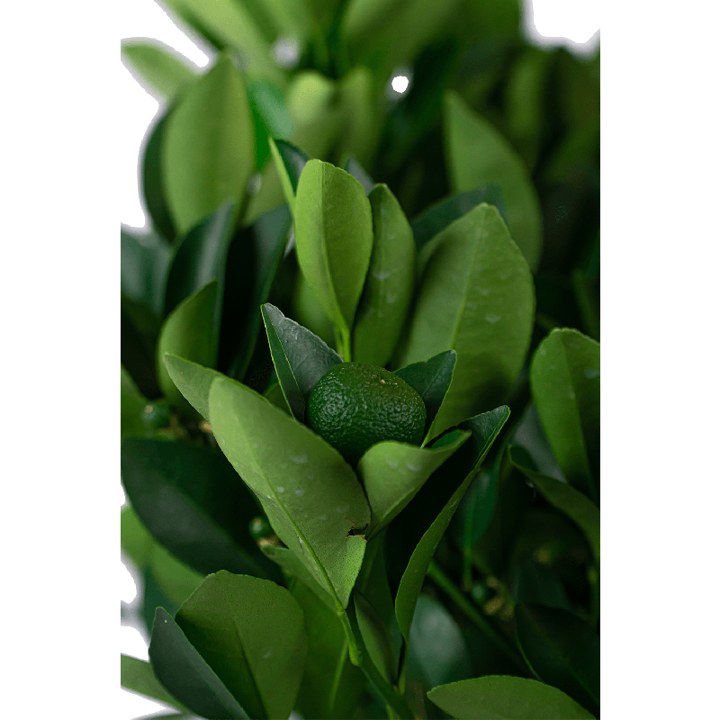 Citrus Sinensis