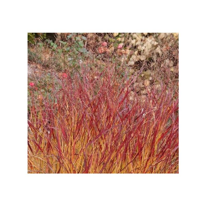 Panicum virgatum 'Rehbraun'