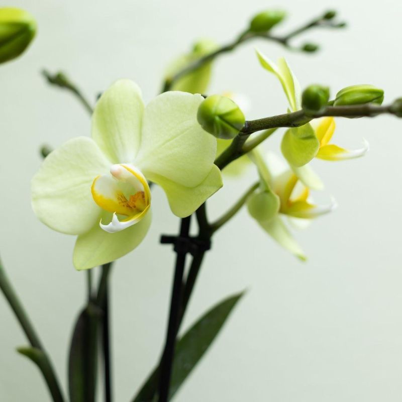 Phalaenopsis Mineral Mexico