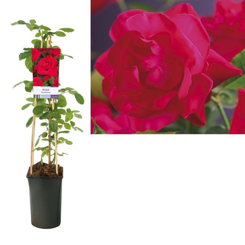 Rosa Heidelberg