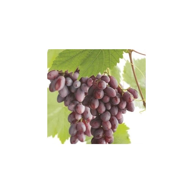Vitis vinifera 'Regent' Blauwe druif