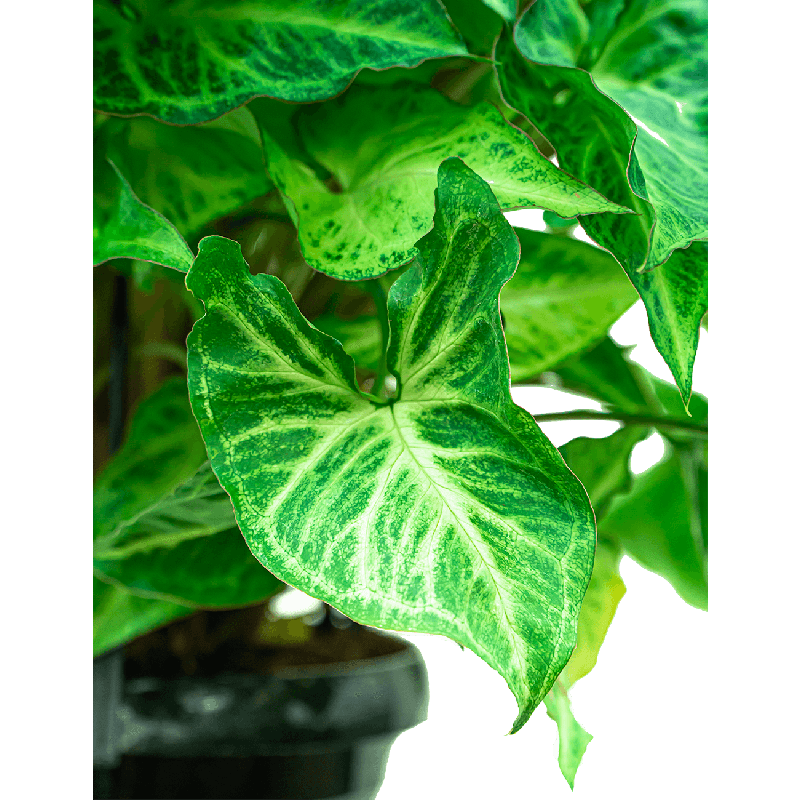 Syngonium Podophyllum