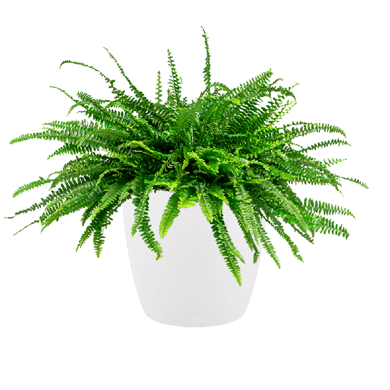 Nephrolepis in Brussels wit
