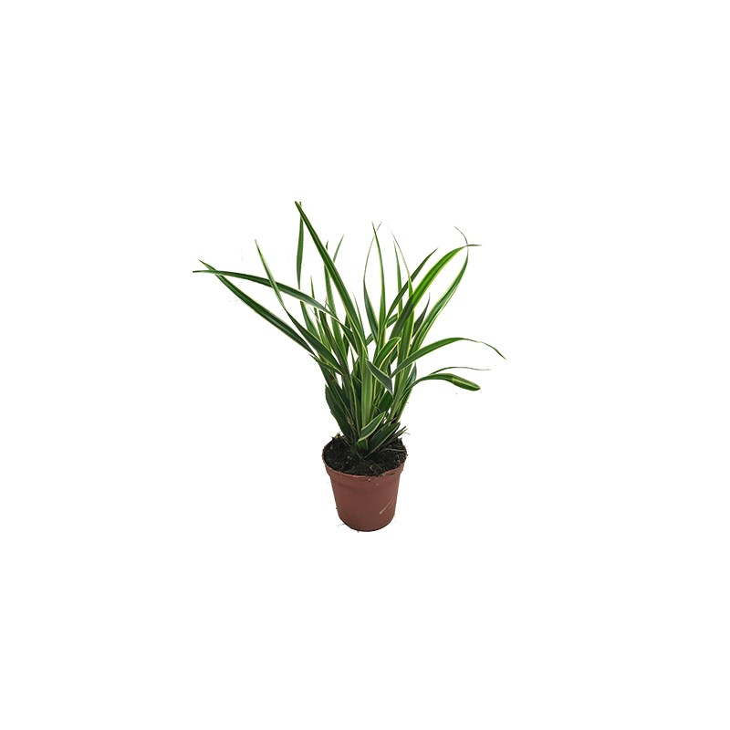 Carex morrowii 'Ice Dance'