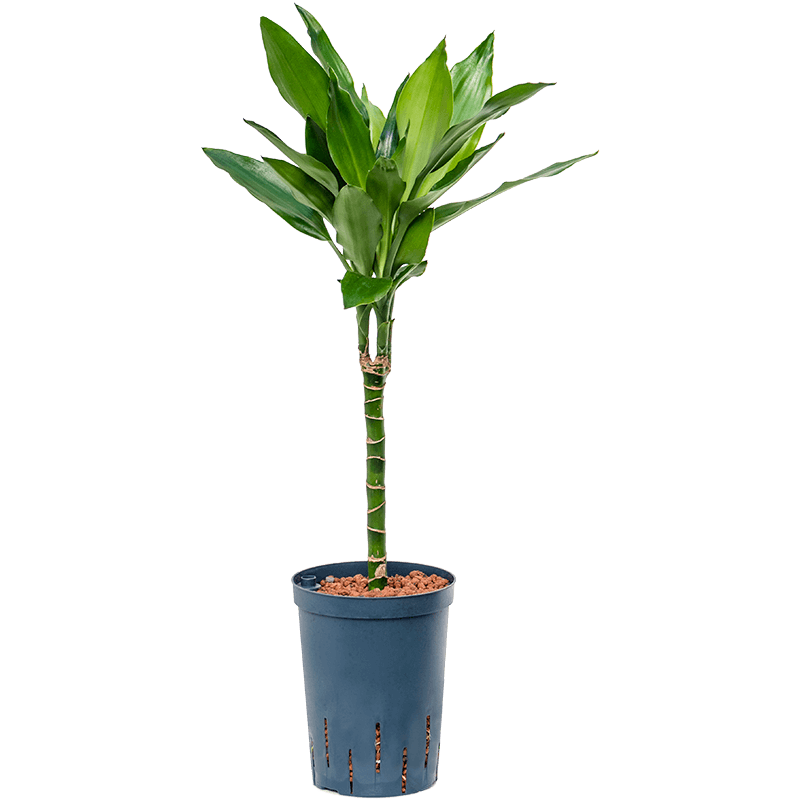 Dracaena Janet Lind