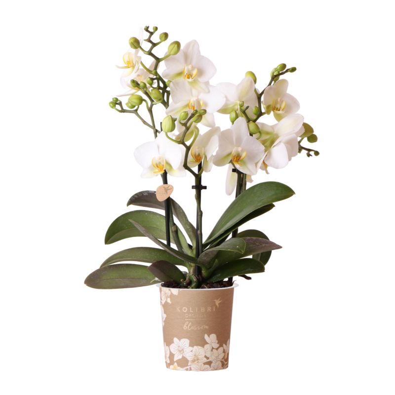 Phalaenopsis Blossom Lausanne