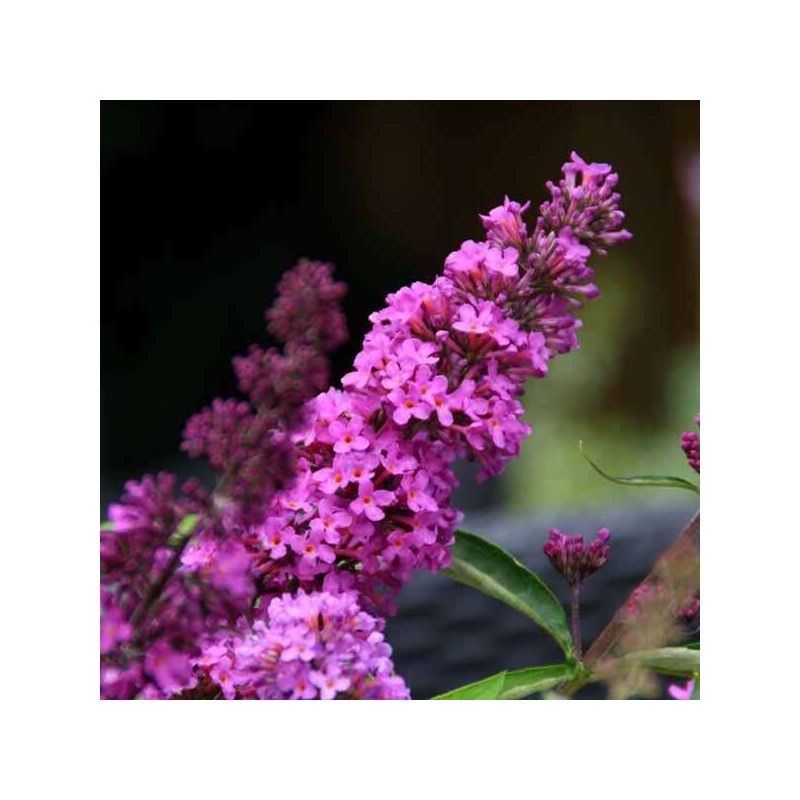 Buddleja Davidii Tricolor