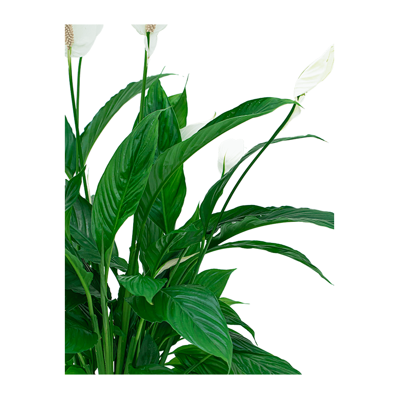 Spathiphyllum in Artstone Claire grijs