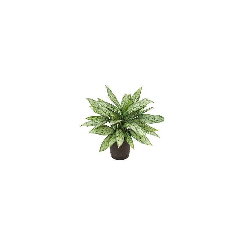 Aglaonema Silver Queen