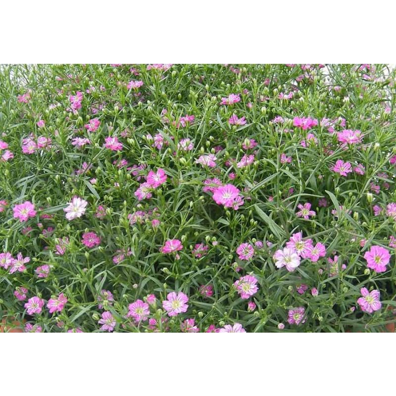 Gypsophila repens 'Rosea'