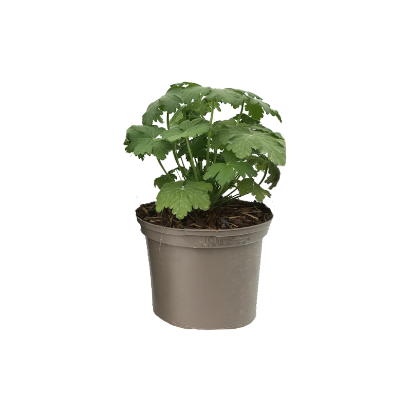 Geranium macrorrhizum 'Ingwersens Variety'