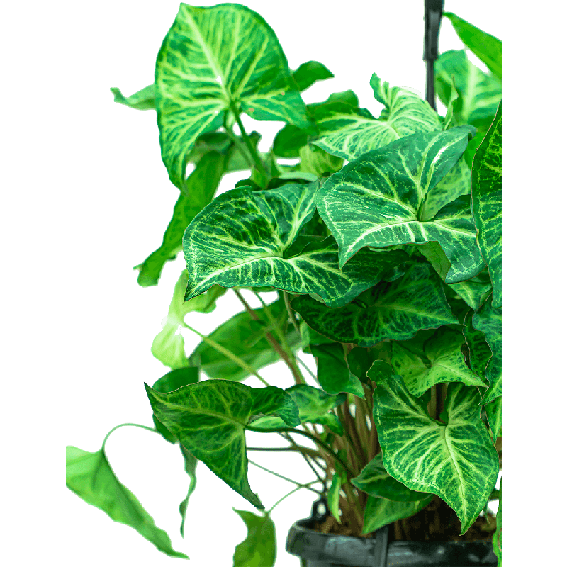 Syngonium Podophyllum