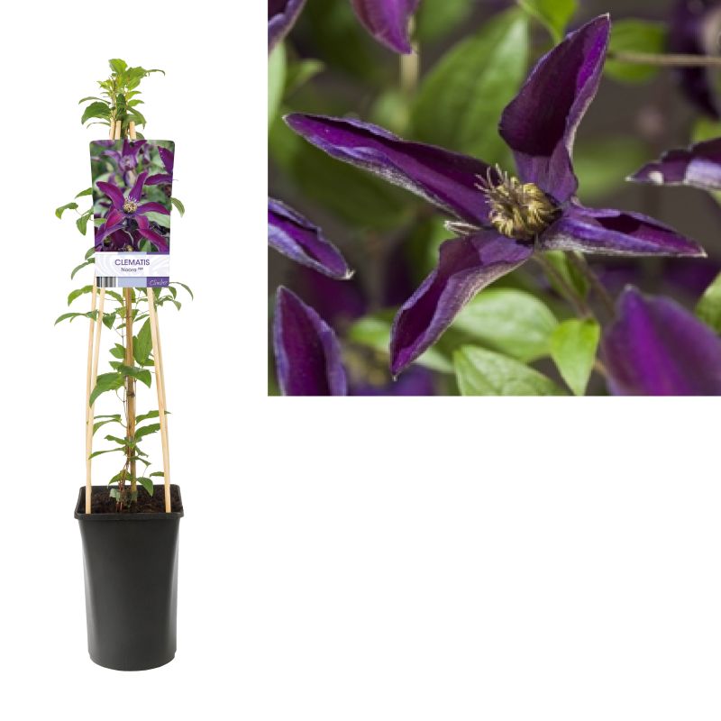 Clematis 'Noora PBR'