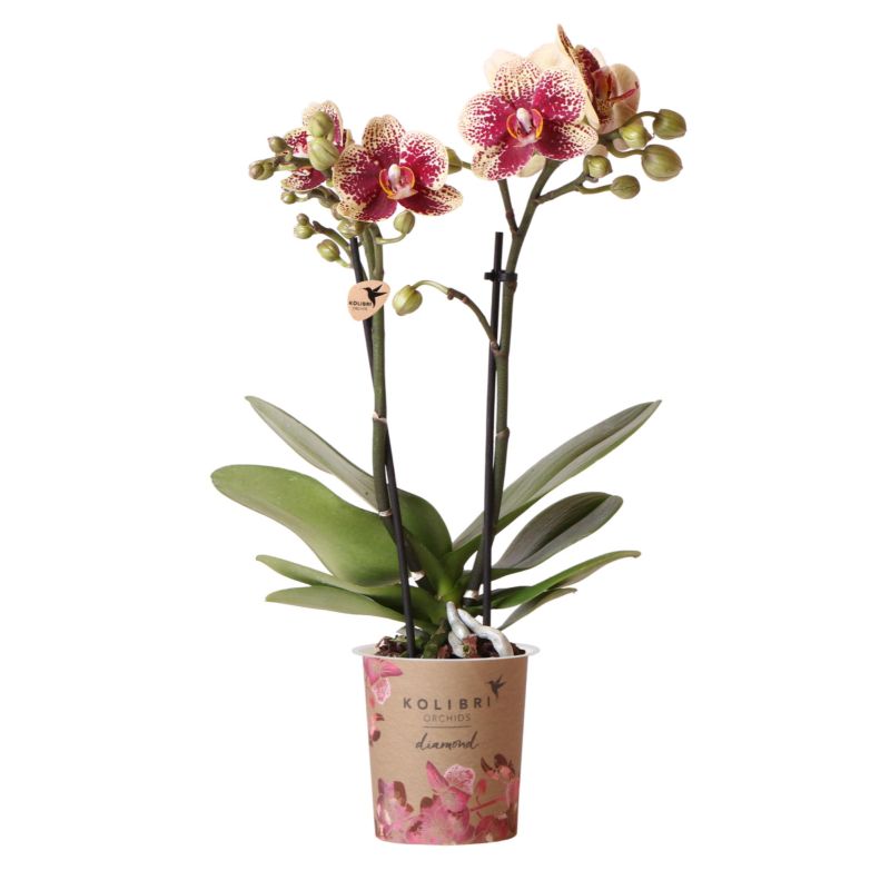 Phalaenopsis Diamond rood