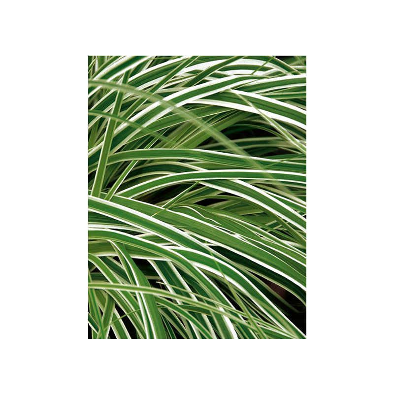 Carex oshimensis 'Fisher's Form'