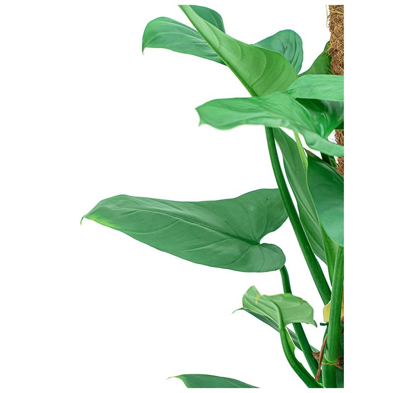 Philodendron Silver Queen mosstok