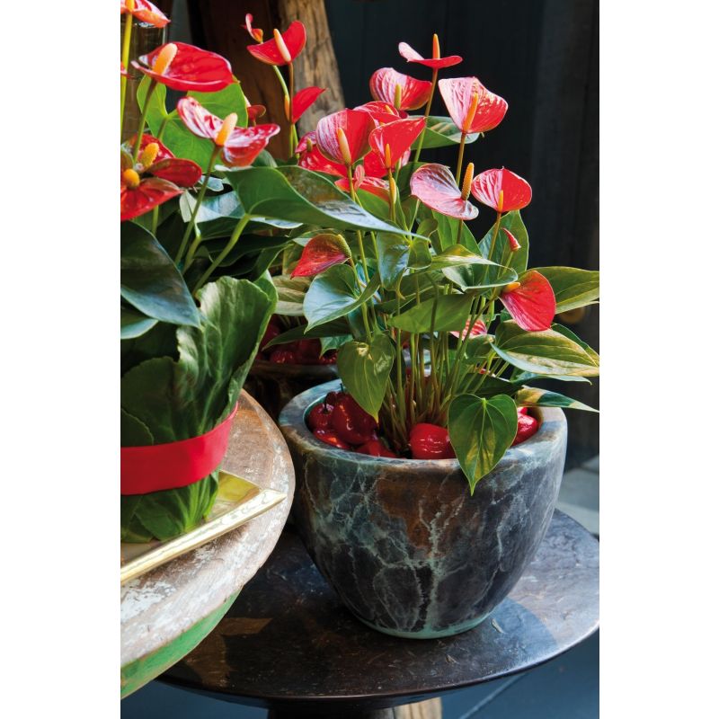 Anthurium Sierra