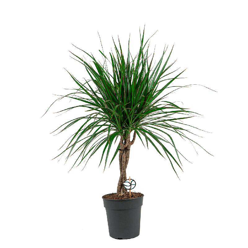 Dracaena Marginata gevlochten stam