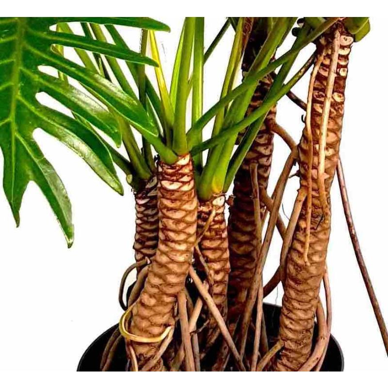 Philodendron Xantal Roots