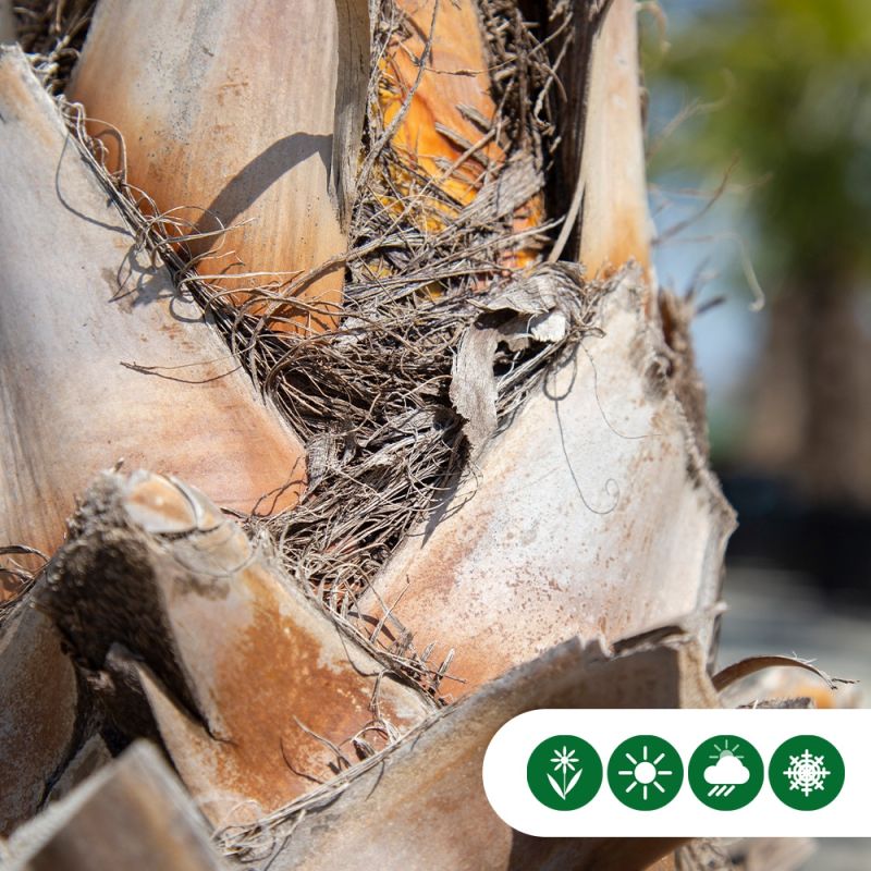 Washingtonia Robusta - duostam