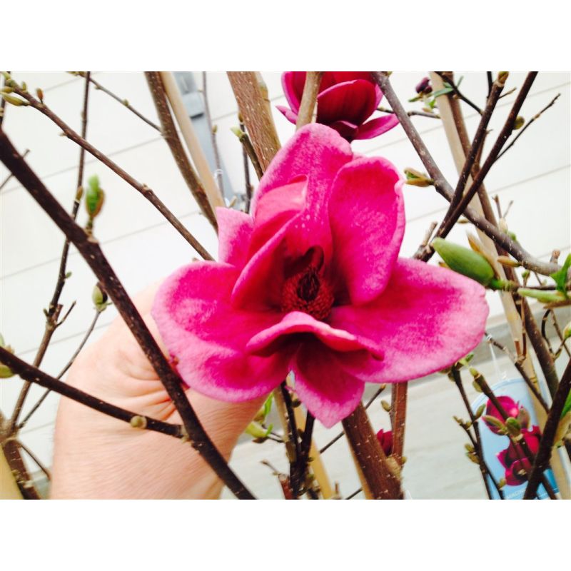 Magnolia 'Genie' eenvoudig en snel bestellen?