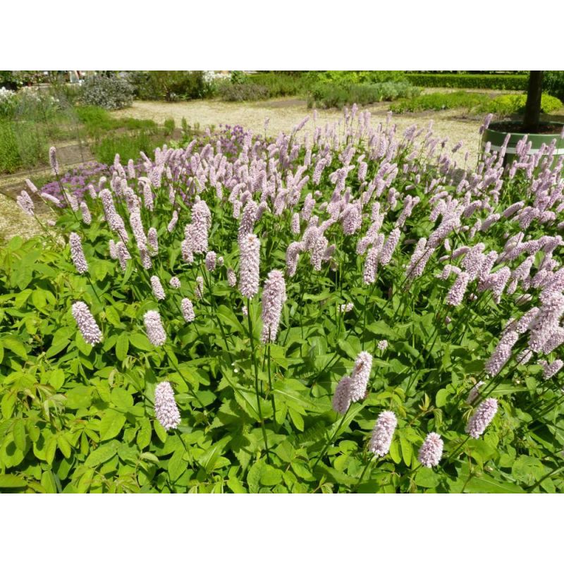 Persicaria bistorta Superba 