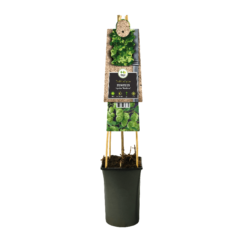 Humulus Lupulus 'Nordbrau'