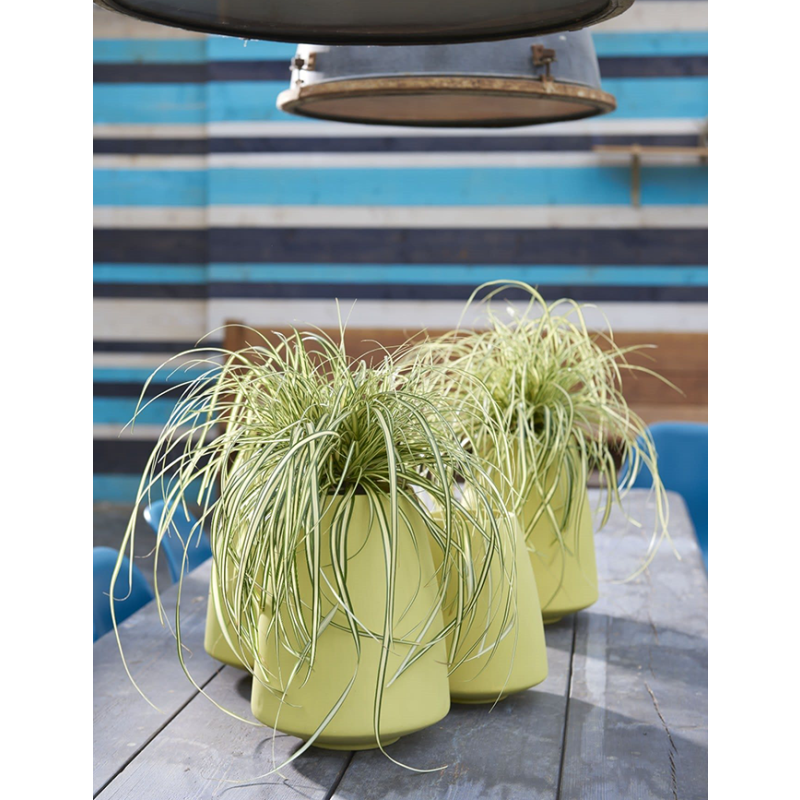 Carex oshimensis 'Evergold'