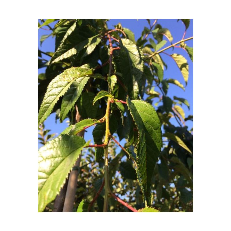 Prunus Serrulata Kiku-Shidare-Zakura