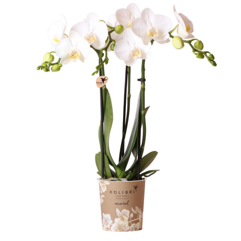 Phalaenopsis Mineral wit