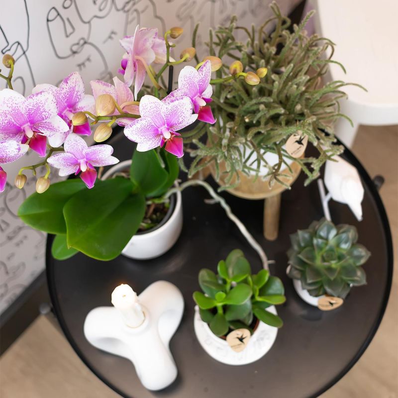 Phalaenopsis Mineral Rotterdam