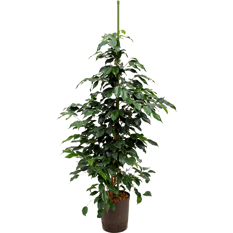 Ficus Benjamina