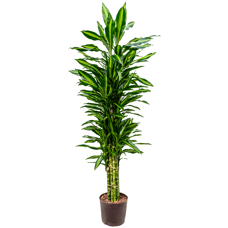 Dracaena Cintho vertakt