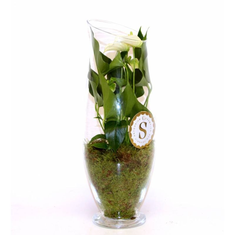 Anthurium wit in vaas Majestic