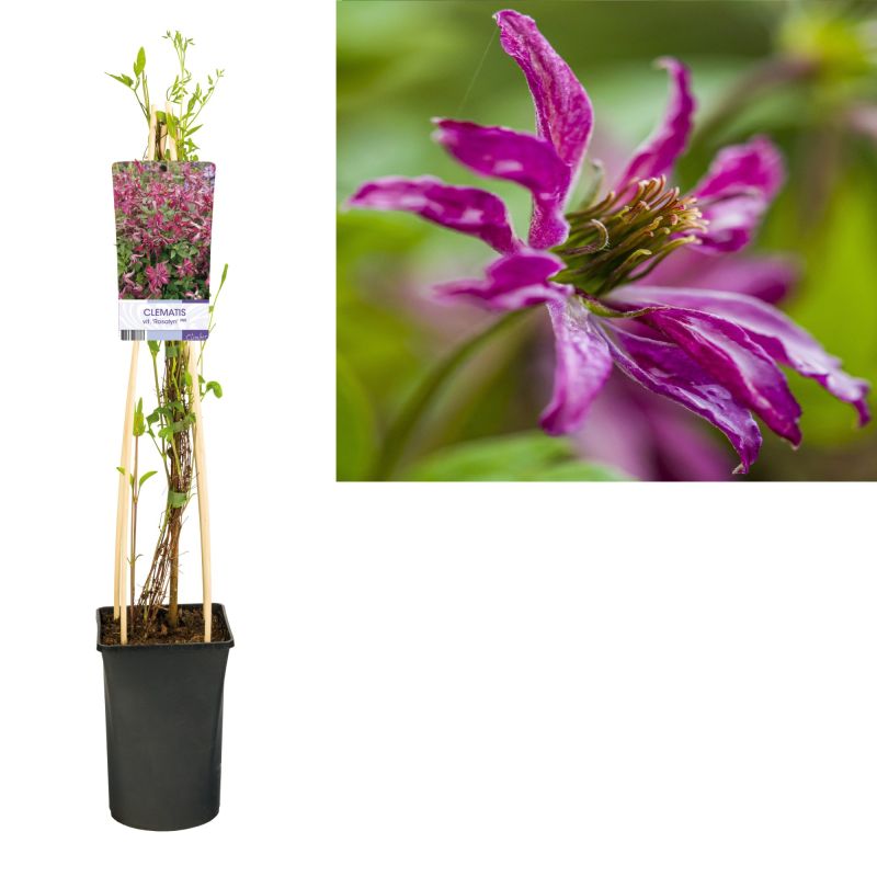 Clematis vit. 'Rosalyn'