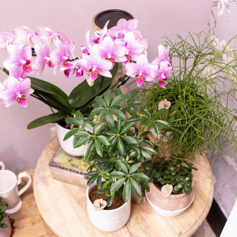 Phalaenopsis Mineral Rotterdam