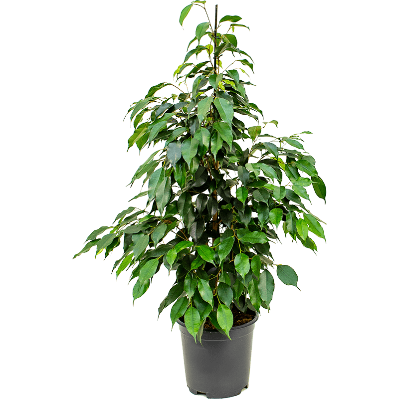 Ficus Benjamina 