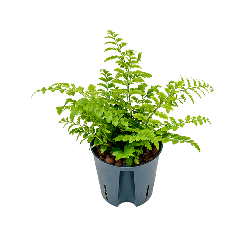 Asplenium Parvati