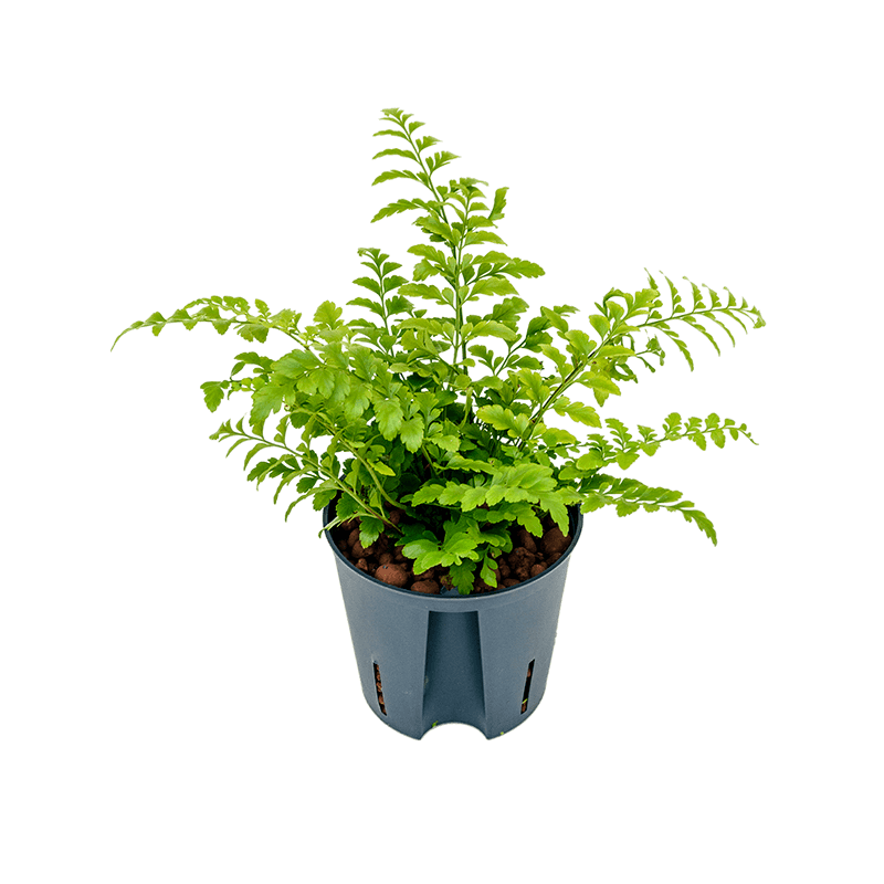 Asplenium Parvati 