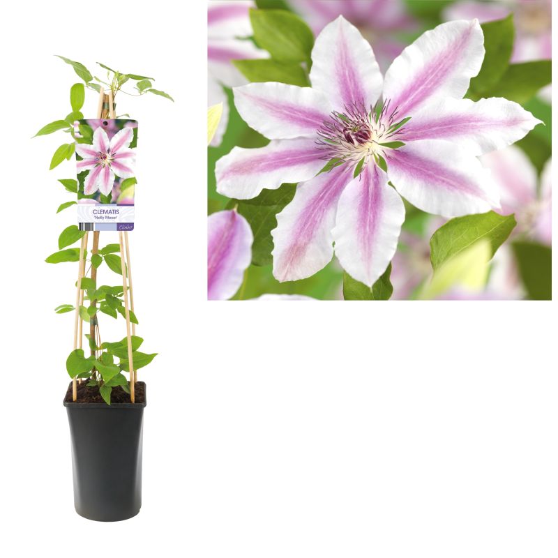 Clematis patens 'Nelly Moser'