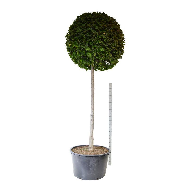 Carpinus betulus op stam