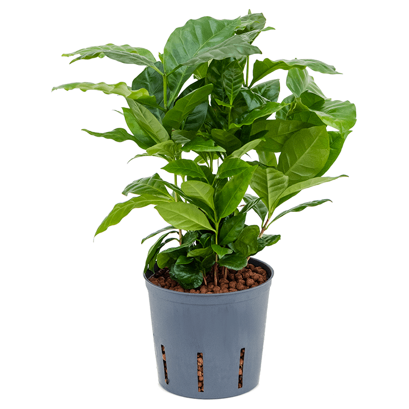 Coffea arabica