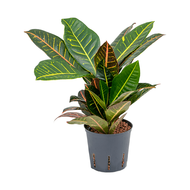 Croton Variegatum Petra